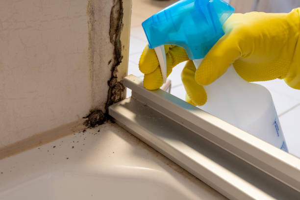 Best Crawl Space Mold Remediation in Tekamah, NE